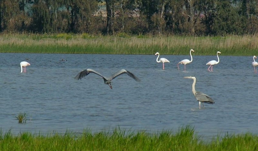 “Oasi Lago Salso vero aeroporto internazionale per volatili”, Parco del Gargano avvia corso per tutelare la fauna